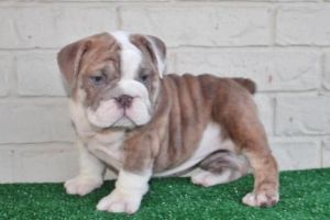 English Bulldog Male&female Quality Puppies Ready