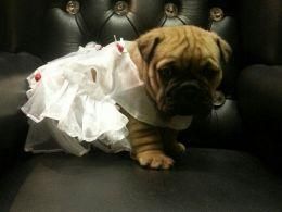 English Bulldog 1 Girl Left !!!(***) ***-***6