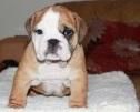 For Sale Neibull Beautiful Puppy (***) ***-***6