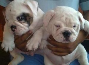Championship Bloodlines English Bulldog Puppies