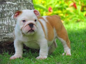 Cute and Adorable English Bulldog Puppies