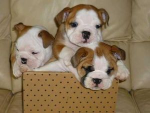 Champion Bloodline English Bulldog Puppies