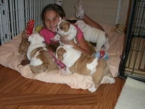 Olde English Bulldogge Puppies for sale