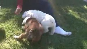 Adorable male and female English bulldog puppies