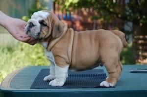 Adorable English Bulldog puppies now available