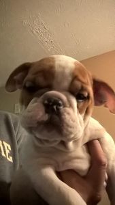 English bulldog