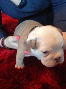 English Bulldog Puppies *** *** ***0