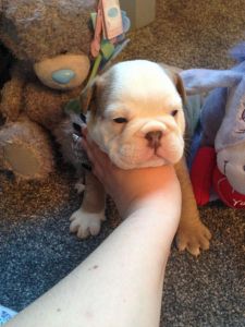 Akc English Bulldog Puppies *** *** ***0