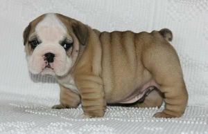 English Bulldog Puppies Text ***