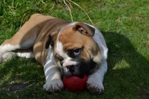 English Bulldog Puppies Text ***