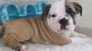 Pleasant English Bulldog puppies available...