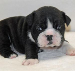 lovely bulldog