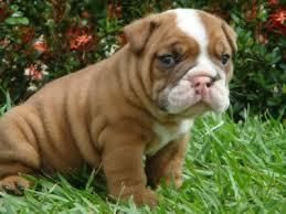 Beautiful Show Quality Akc English Bulldog Puppies