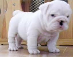 Cute English Bulldog Puppies Text ***