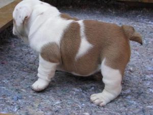 English bulldog puppies
