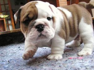 champion bred english bulldog male puppy available