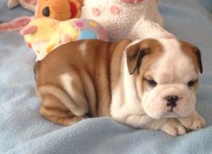 F English Bulldog Puppies 2 Girls And 1 Boy