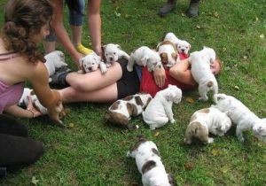 Exceptionally English Bulldog Pups Ready