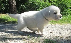 English Bulldog Puppies