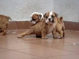 English Bulldog Puppies text