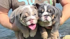 Bulldog Puppies Text(***) ***-***5