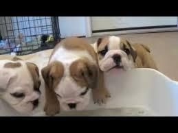 Bulldogs Available Text (***) ***-***5