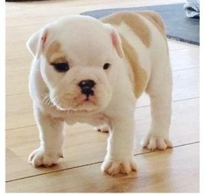 Quality male and female English Bulldog Puppies