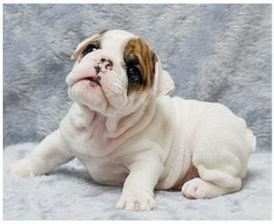 Pure English Bulldog Puppies for your homes