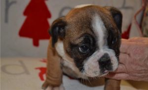Beautiful English Bulldog puppies