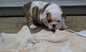 Bertha a sweet English Bulldog puppies for sale