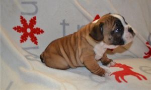English Bulldog Puppies