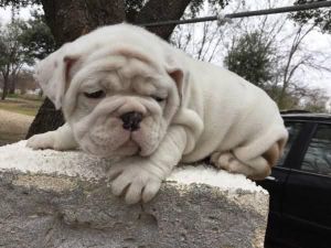 Great English Bulldog Puppies Text ***