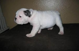 Akc Female And Male English Bulldog Puppies