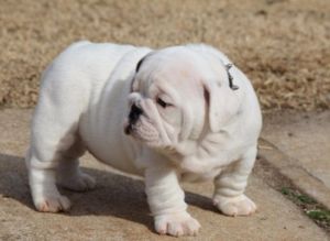 English Bulldog Puppies