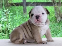 English Bulldog Puppies .text (***) ***-***5