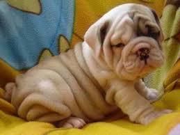 English Bulldog Pups!! Text (***) ***-***5