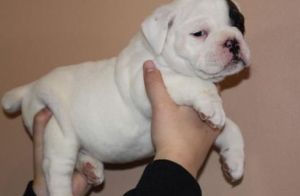 fabulous first class English bulldog puppies