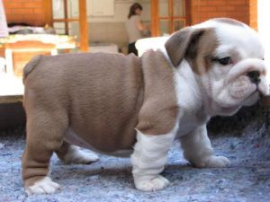 Home Raised English Bulldog Puppies