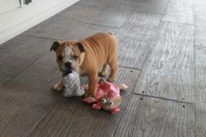 Gorgeous English Bulldog puppies available