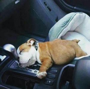 lexi english bulldog puppy