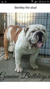 English Bulldog Male