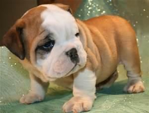 English Bulldogs Text (***) ***-***5
