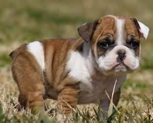 English Bulldog Pups Text (***) ***-***5