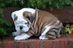 Gorgeous English Bulldog Puppies (***) ***-***5