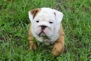 Puppies Ready For A Good Home Text (***) ***-***5