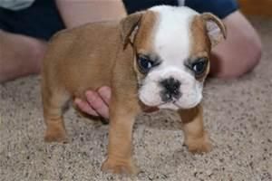 Akc English Bulldog Puppies Text (***) ***-***5
