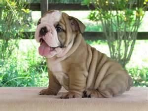Bulldog Puppies Available>, = Text (***) ***-***5