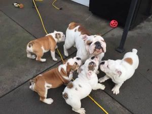 English Bulldog Puppies Text (***) ***-***5