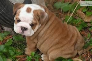 English Bulldogs Available Text (***) ***-***5
