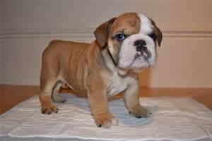 English Bulldog Puppies Now Available For X-mass